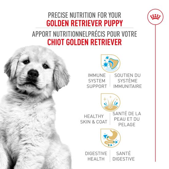 Nourriture s&egrave;che pour chiots de race Golden Retriever Image NaN