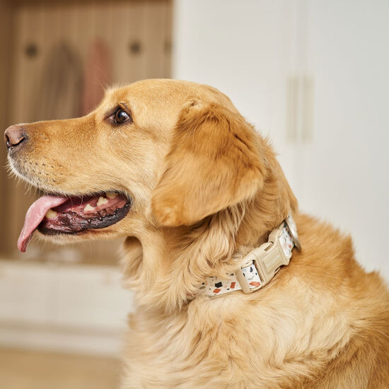 Collier en neoprene pour chiens, Terrazzo Image NaN