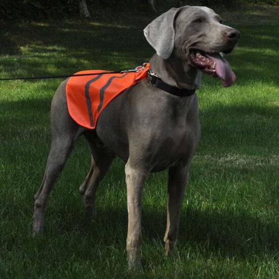Dog reflective safety vest Image NaN