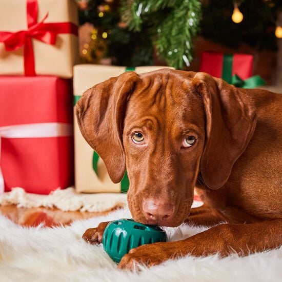Pupsicle Toy for Dogs, Small Image NaN