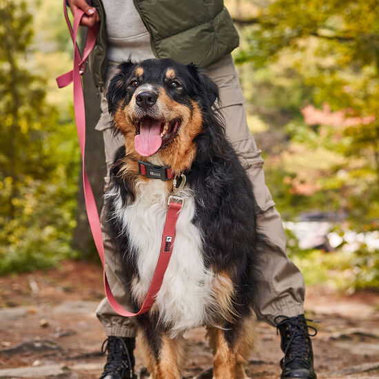 Laisse en silicone pour chien, Vieux rose Image NaN