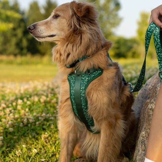 Harnais réglable pour chiens Image NaN