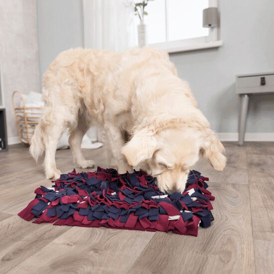 Dog Activity sniffing carpet Image NaN