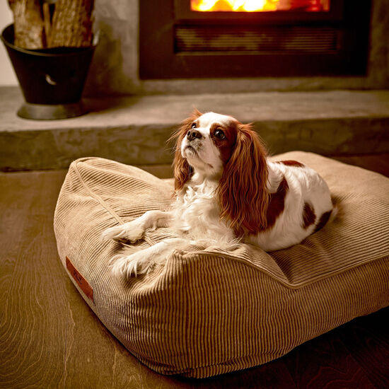 Thérapet crème irlandaise Image NaN