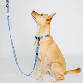 Disney's Mickey Mouse Movie Night Walkie Pack for Dogs