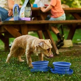 Bols pliables et portables pour animaux