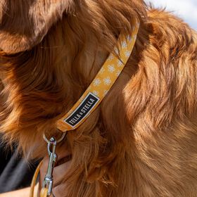 Collier r&eacute;glable pour chiens