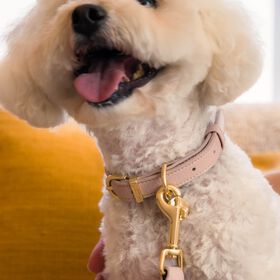 Collier FuzzYard Life Atelier pour chiens, rose p&acirc;le
