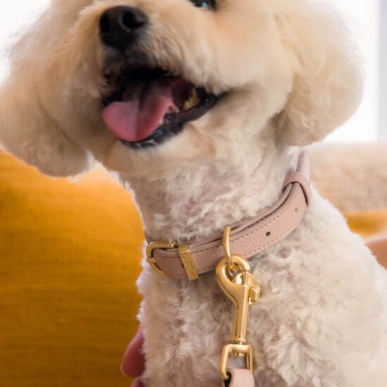 Collier FuzzYard Life Atelier pour chiens, rose p&acirc;le Image NaN