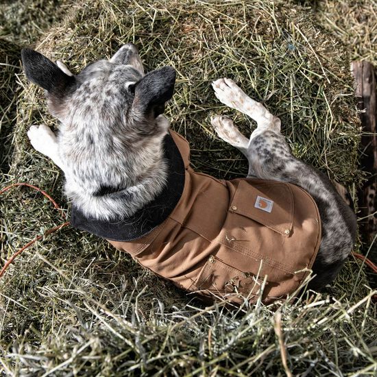 Manteau de travail isol&eacute; Carhartt Firm Duck pour chiens Image NaN