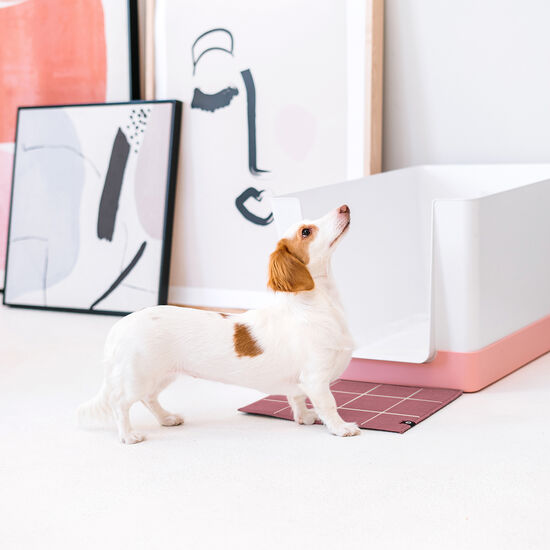 Kit de démarrage « Doggy Bathroom », rose Image NaN