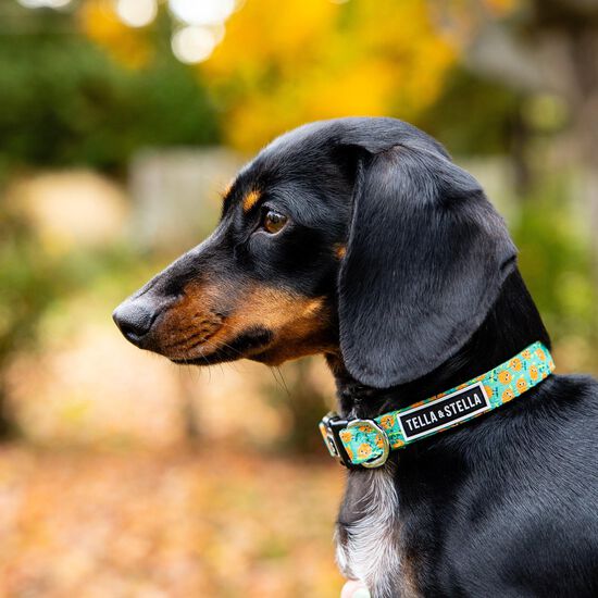 Collier réglable « Ollie Orange » pour chien Image NaN