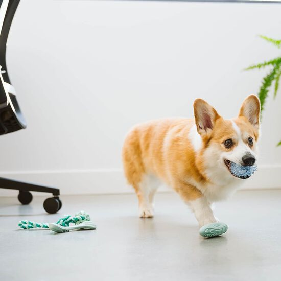 Jouet dentaire double-embout pour chiens Image NaN