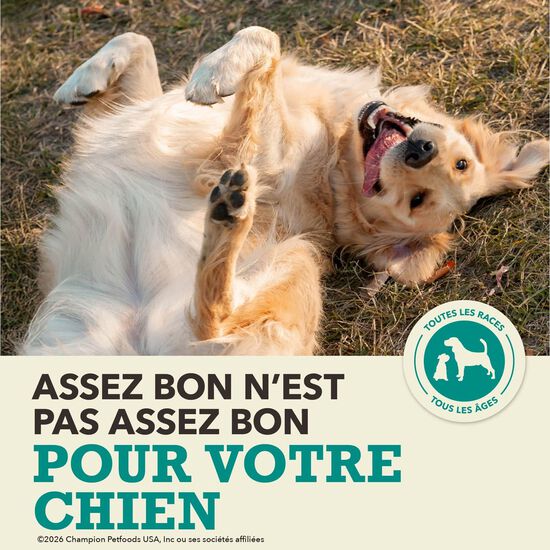 Coldwater Fish Receipe Dry Food for Dogs, 2 kg Image NaN