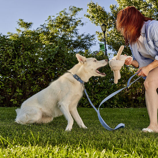 Laisse en silicone, Bleu coronet Image NaN
