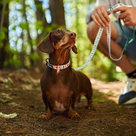Ensemble de promenade Peanuts&trade; Beagle Scouts pour chiens