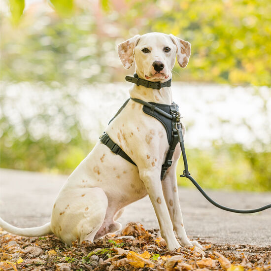 Luxury Rope Harness for Dogs, Charcoal Image NaN