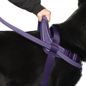 Harnais de r&eacute;orientation pour chiens