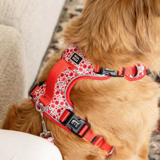 Harnais robuste avec poign&eacute;e pour chiens Image NaN