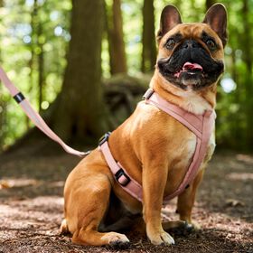 Harnais Nuage pour chiens, Rose clair
