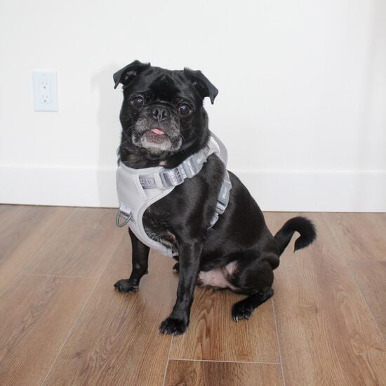 Grey Embroidered Dog Harness Image NaN