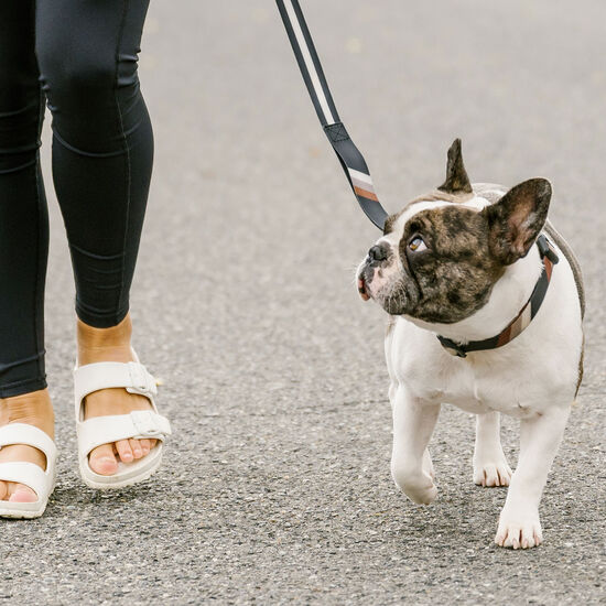 Collier en silicone rayures pour chiens Image NaN