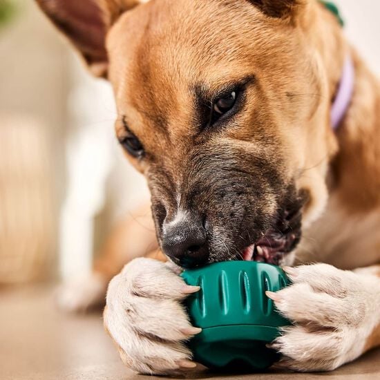 Jouet Pupsicle pour chiens, grand Image NaN