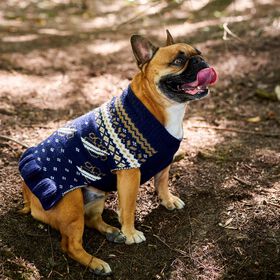 Robe-tricot jacquard à col montant pour chiens