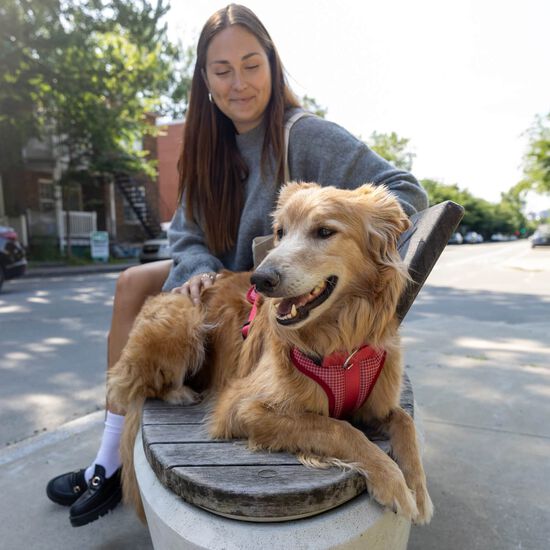 Harnais réglable pour chiens Image NaN