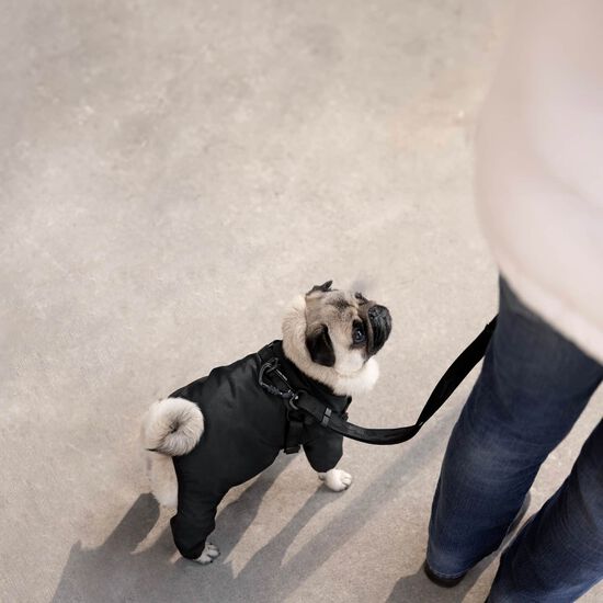 Harness Snowsuit for Dogs Image NaN