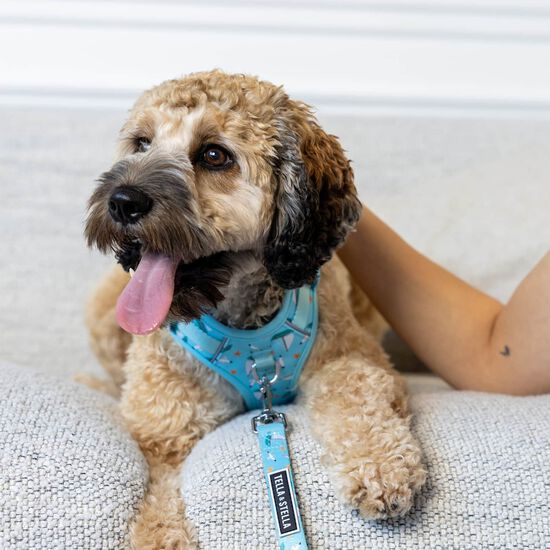 Harnais robuste avec poign&eacute;e pour chiens Image NaN