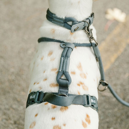 Harnais corde de luxe pour chiens, Olivine Image NaN