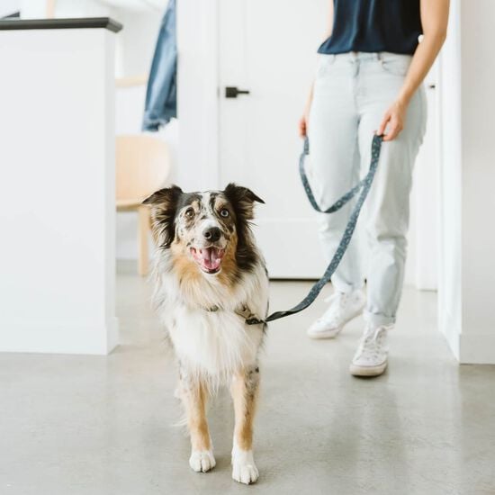 Laisse en silicone pour chiens, Floral estival Image NaN