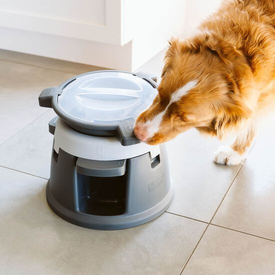 Bol interactif Intellidog Image NaN