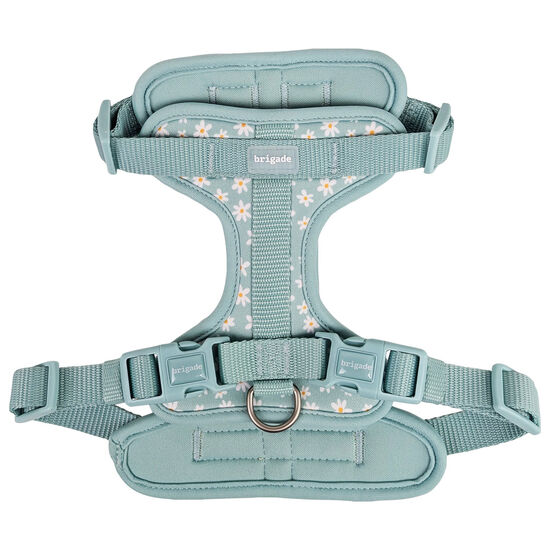 Harnais pour chiens, Marguerite estivale Image NaN