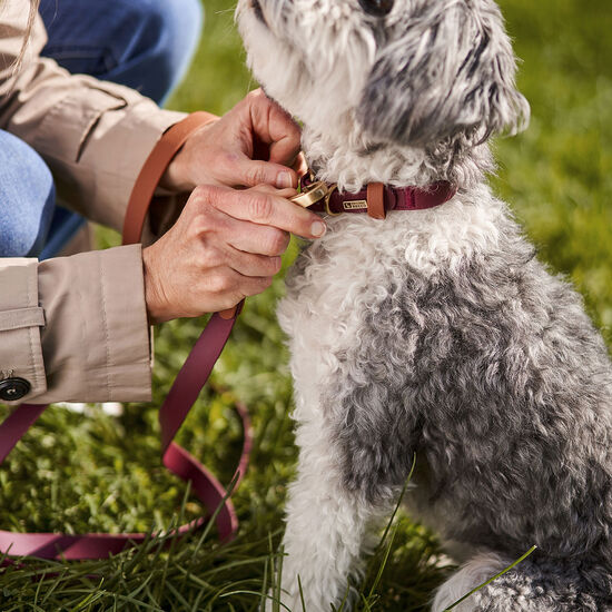 Collier luxe imperméable pour chiens, Cabernet Image NaN