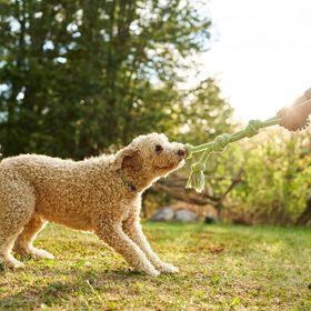 Twin Tug Braided Rope Toy for Dogs