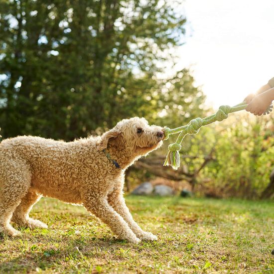 Twin Tug Braided Rope Toy for Dogs Image NaN