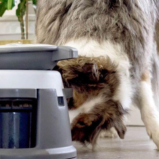 Bol interactif Intellidog Image NaN