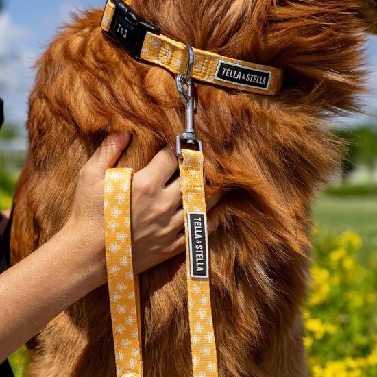 Laisse pour chiens Image NaN
