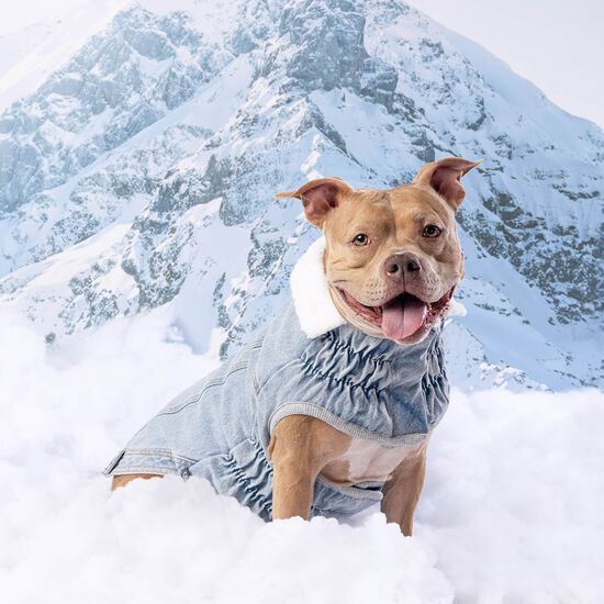 Veste denim Elasto-fit&reg; Nordique pour chiens, D&eacute;lav&eacute; clair Image NaN