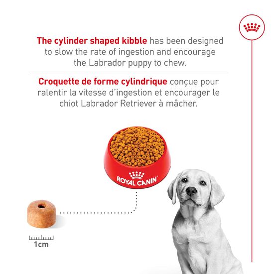 Nourriture s&egrave;che pour chiots de race Labrador Retriever Image NaN