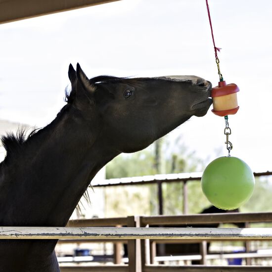Balle verte et support pour collation pour chevaux Image NaN