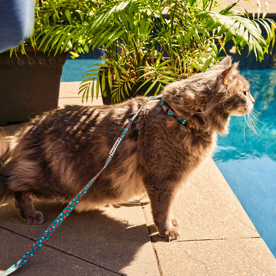 Laisse « Smash de cerises » pour chat Image NaN