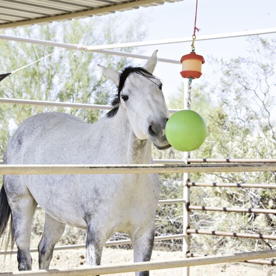 Balle verte et support pour collation pour chevaux Image NaN