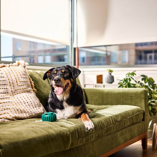 Jouet Pupsicle pour chiens, grand Image NaN