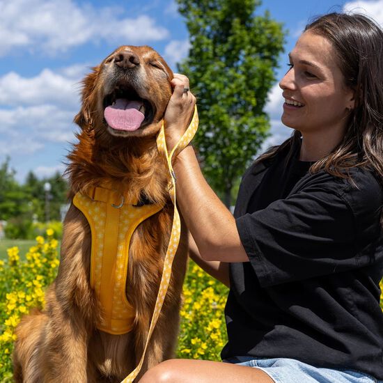 Laisse pour chiens Image NaN