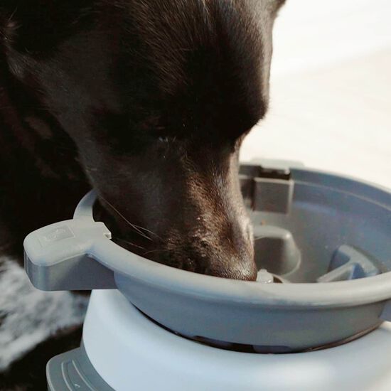 Bol interactif Intellidog Image NaN