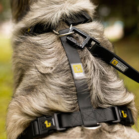 Harnais en silicone pour chiens