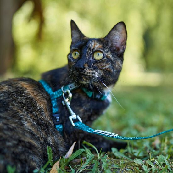 Collier réglable pour chats Image NaN